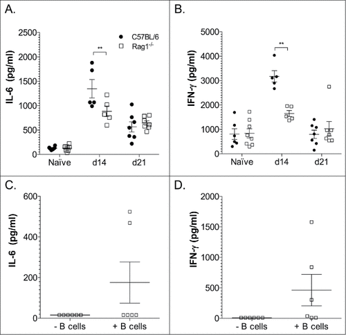 Figure 4. Cytokine levels in the lungs of C57Bl/6 (wild-type) mice and Rag1−/− mice 14 d after C. neoformans infection. Interleukin (IL)-6 (A, C) interferon (IFN)-γ (B, D) concentrations are depicted on the Y axis for the mice indicated on the Y axis. The key in panel A refers to all panels in the figure. Open squares represent Rag1-/- mice in Panels (C)and D. Data in Panels C and D, 14 d post-infection. Data from 2 experiments (one in Panels A and B and one in Panels C and D) are shown. Each symbol represents one mouse. Concentrations were determined by ELISA. ##p < 0.01, ###p < 0.001, Student's t-test