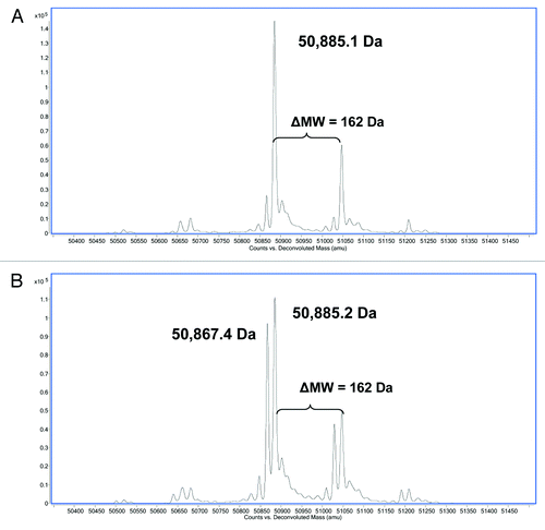 Figure 3. Reverse phase ESI-Q-TOF MS analysis of (A) reduced HIC fractionated peak 3 and (B) reduced HIC fractionated peak 4 showing the MW of the deconvoluted mass spectra of the HC. The theoretical MW of the reduced HC of mAb-1 (G0) is 50,885 Da.