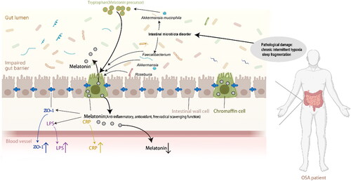 Figure 5. Schematic representation of the relationship between melatonin and intestinal barrier damage (biomarker: ZO-1) and systemic inflammation (biomarker: LPS, CRP). This figure was created using BioRender.com and further edited with Adobe Photoshop 2023 and Adobe Illustrator 2021. ZO-1: zonula occludens-1, LPS: lipopolysaccharide, CRP: C-reactive protein.