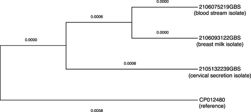 Figure 2 Phylogenetic analysis of GBS showed that all three isolates are highly related. The GBS strain isolated from the infant’s bloodstream (2106075219GBS) was 100% homologous from the GBS strain isolated from the mother’s breast milk (2106093122GBS), which differed from the GBS strain isolated from the mother’s cervical secretion (2105132239GBS).