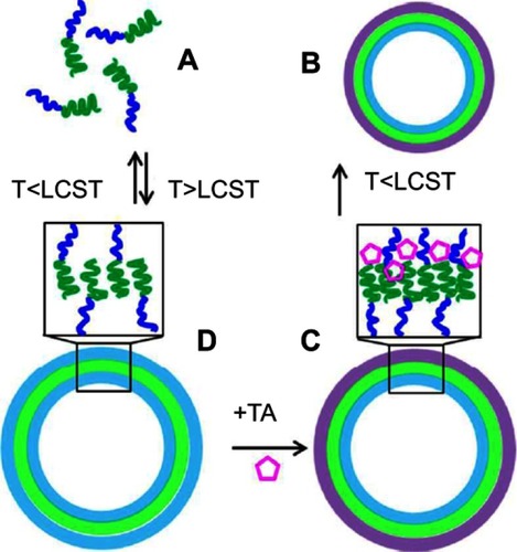 Figure 5 PVCLn-b-PVPONm diblock copolymers (A) assembled into polymersomal nanocapsules at T>LCST (B) can be locked with TA (C) via hydrogen bonds with PVPON, which results in PVCLn-PVPONm nanocapsules stable at T<LCST (D). Reprinted with permission from Kozlovskaya V, Liu F, Xue B, Ahmad F, Alford A, Saeed M Kharlampieva E. Polyphenolic Polymersomes of Temperature-Sensitive Poly(N-vinylcaprolactam)-block-Poly(N-vinylpyrrolidone) for Anticancer Therapy. Biomacromolecules. 2017;18(8):2552–2563. Copyright 2017, American Chemical Society.Citation61