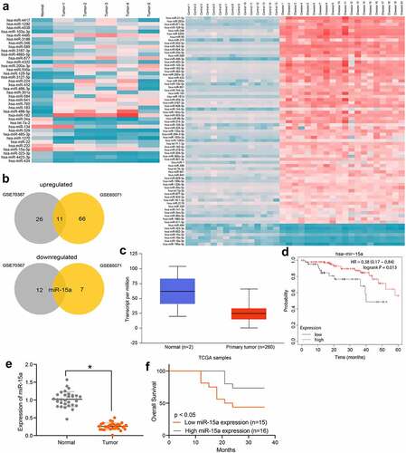 Figure 1. Poor miR-15a expression indicates an unfavorable survival rate in patients with OS. a, a heatmap for differentially expressed miRNAs between OS and normal samples in GEO GSE70367 and GSE65071 datasets; b, Venn diagrams for the intersections of the differentially expressed miRNAs obtained from two datasets; c, miR-15a expression in OS and normal tissues predicted on the TCGA database (p < 0.05, unpaired t test); d, the relevance between miR-15a and survival rate of patients predicted on the TCGA database (p < 0.05, Kaplan-Meier analysis); e, miR-15a expression in the collected tumor tissues and paired normal ones from patients determined by RT-qPCR (n = 31, p < 0.05, paired t test); f, relevance between miR-15a expression and the survival rate of patients (p < 0.05, Kaplan-Meier analysis). Repetition = 3