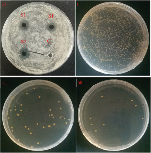 Figure 5. Antimicrobial effect of S1 and S2 samples against Candida albicans after 24 h. (a): inhibition circles of S1 and S2, C1 indicates the control group representing the absence of added powder; (b) image of Candida albicans colonies on the agar plate, as a control group, without the addition of any samples; (c) image of Candida albicans colonies on the agar plate with the addition of the S1 samples; (d) agar plate with Candida albicans colonies on the agar plate image, S2 sample added.