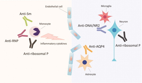 Figure 1. Autoantibodies and the mechanism of neuropsychiatric systemic lupus erythematosus. Anti-DNA/NR2 and anti-ribosomal P antibodies (anti-ribosomal P) are considered to target specific parenchymal structures in the brain and underly the onset of NP manifestations. Anti-Sm antibodies (anti-Sm), anti-U1-ribonucleoprotein antibodies (anti-RNP) and anti-ribosomal P enhance the production of inflammatory cytokines in human monocytes. Anti-aquaporin 4 antibodies (anti-AQP4) which are diagnostic marker for neuromyelitis optica spectrum disorder are contribute to NPSLE. Anti-DNA/NR2: the antibodies against the subunits of the N-methyl-D-aspartate (NMDA) receptor.