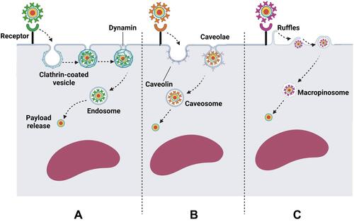 Figure 4 Some common routes by which functionalized QDs internalize into the target cells. (A) Clathrin-mediated endocytosis. Following concentration of QDs at the receptor region, QDs are engulfed into clathrin-coated cell membrane invaginations, forming clathrin-coated vesicles. Dynamin mediates the dissociation of the aforementioned vesicles from the cell membrane into the cytosol leading to the formation of endosome. Subsequently, QDs should escape from the endosome and be released into the cytosol to avoid lysosomal degradation. (B) Caveolae-mediated endocytosis. The bindings of functionalized QDs to certain receptors mediates their internalization into the target cells via cholesterol-rich flask-shaped membrane invaginations, called caveolae, which subsequently dissociate from the cell membrane, forming caveosomes. Caveosomes are thought to be less destructive than endosomes. (C) Macropinocytosis. The binding of functionalized QDs to certain receptors activates the formation of cell membrane ruffles that engulf QDs into the cytosol forming macropinosomes, which subsequently leak their cargo into the cytosol. Created by BioRender.com.