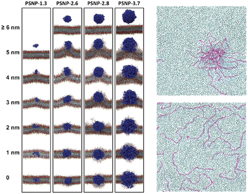 Figure 3. Polystyrene NPs (PSNP) in membranes. Left panel: snapshots (side view) from simulations of cross-linked PSNPs (in blue) at different distances from the center of a lipid membrane (head groups in yellow and red, acyl chains in gray). Reproduced with permission from [Citation117]. Right panel: snapshots (top view) from simulations of non cross-linked PSNPs (purple) in a lipid membrane (cyan), after 5 μs of simulation (top panel) and after 10 μs of the same simulation (bottom panel); if not cross-linked, PS chains melt in the membrane at room temperature. Reprinted with permission from [Citation118], Copyright (2014) American Chemical Society.