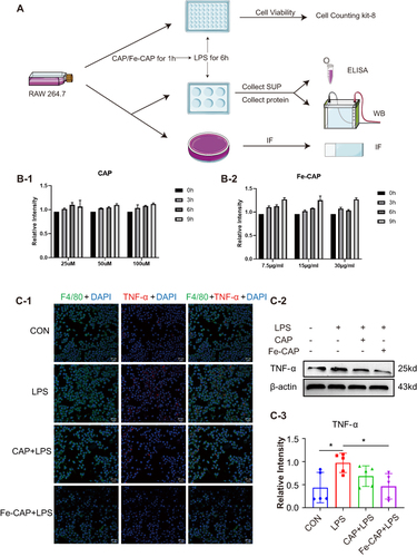 Figure 2 Anti-inflammatory effect of Fe-CAP NPs on LPS-induced RAW 264.7 cells. Schematic illustration of the experiment conducted here (A). Effect of CAP (B-1) and Fe-CAP NPs (B-2) on viability of RAW 264.7. TNF-α level was detected by immunofluorescence (C-1) and Western Blot (C-2 and C-3). *Represents p<0.05.