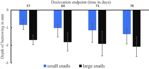Figure 3. Depth of burrowing by large and small B. globosus snails at different desiccation periods.