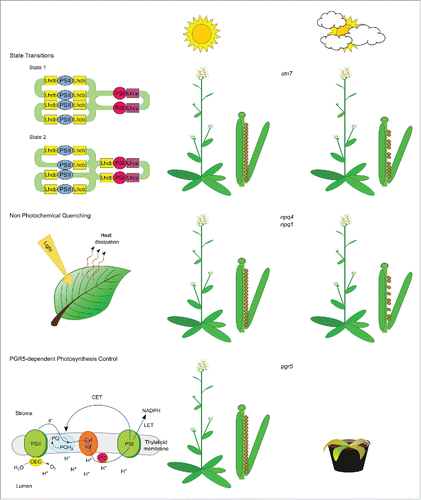 Figure 1. Schematic overview of the phenotypic characteristics of plants lacking State Transitions (stn7), NPQ (npq4, npq1) or PGR5-dependent Photosynthesis Control (pgr5), when grown under costant light intensities in a growth chamber (sun with no clouds), or under fluctuating light conditions in the field (sun with clouds). Under fluctuating light conditions, stn7 and npq4 plants show a marked reduction in fitness (reduced amount of seed output), whereas the absence of PGR5-dependent Photosynthesis Control leads to a high percentage of seedling lethality. Conversely, mutant plants are indistinguishable from WT under stable growth chamber conditions.