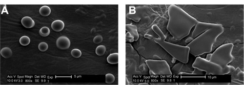 Figure 4 Scanning electron micrographs of recombinant human epithelial growth factor liposomal dry powders prepared by ultrasonic spray freeze-drying (A) and lyophilization (B) (sucrose to phospholipid ratio 2:1) after 15 minutes of storage at 60% relative humidity.Abbreviations: Acc V, acceleration voltage; Magn, magnification; Det, detector; SE, quadratic equation; WD, working distance; Exp, exponent.