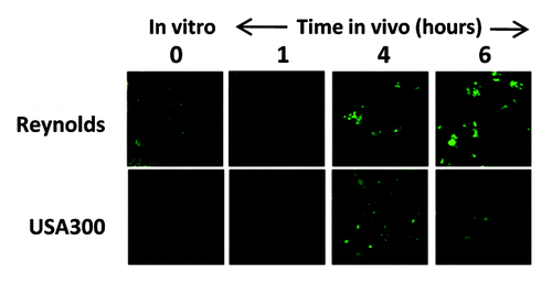 Figure 1. Expression of capsule during infection. Immunofluorescence analysis was performed on the laboratory S. aureus strain Reynolds and the USA300 strain CDC3 to determine the timing and degree of capsule expression in a murine infection model of bacteremia. CD1 mice (n = 3) were infected by intraperitoneal injection of approximately 2 × 108 colony-forming units. Immunofluorescence was performed on bacteria harvested at various time points using primary rabbit antibodies and an ALEXA488-conjugated goat-α-rabbit antibody. Both strains express high levels of capsule after four hours of infection (reproduced with permission from (107). Note this is in contrast to several reports that suggest USA300 strains are acapsular due to the lack of observed expression in vitro.Citation119,Citation120