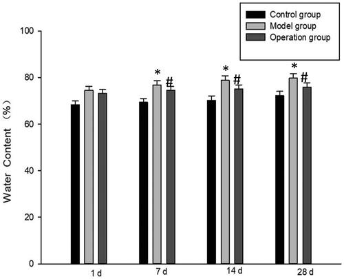 Figure 2. Brain water content was determined as percentage of dry/wet ratio. *p < 0.05 vs Control group; #p < 0.05 vs Model group.