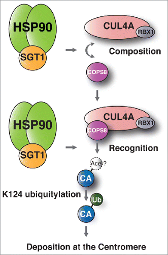 Figure 5. Models of the functional contribution of the SGT1-HSP90 complex to CENP-A-deposition. The SGT1-HSP90 complex is required for composition of the CUL4A complex and recognition of COPS8 to target CENP-A. Therefore, the SGT1-HSP90 complex is required for CENP-A ubiquitylation and localization of CENP-A to centromeres. “CA” refers to the CENP-A monomer. “Ace” refers to the putative acetylated lysine 124 (K124) previously reported by Bui et al.Citation61