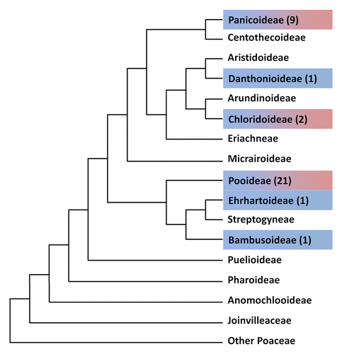 Figure 2. Phylogeny of Poaceae from the Catalogue of New World Grasses. Blue indicates subfamilies in which symmetric shootward-last divisions was present, red indicates asymmetric shootward-last divisions, subfamilies that were not investigated are marked with white, the number of analyzed species can be find in brackets.