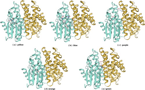 Figure 5. View of the active sites of Tg-GST2. (a) Residues of catalytic motif, which is indicated by yellow shadow in Figure 4c; (b) Residues of the binding of GSSG (GS-1 moieties), which is indicated by blue shadow in Figure 4c; (c) Residues of the binding of GSSG (GS-2 moieties), which is indicated by purple shadow in Figure 4c; (d) The quasi invariant residues in the Tg-GST2, which is indicated by orange shadow in Figure 4c; (e) The residue pair which constitutes the inter-subunit ‘lock-and key’ hydrophilic interaction, which is indicated by green shadow in Figure 4c.