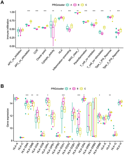 Figure 6 Immune microenvironment in different PRG-Clusters of ARDS. (A) Difference in immune activity. PRG-Cluster C exhibited the highest activity in immune responses; (B) Difference in HLA gene expression. PRG-Cluster B had the highest mRNA expression of HLA. *P < 0.05; **P < 0.01; ***P < 0.001.