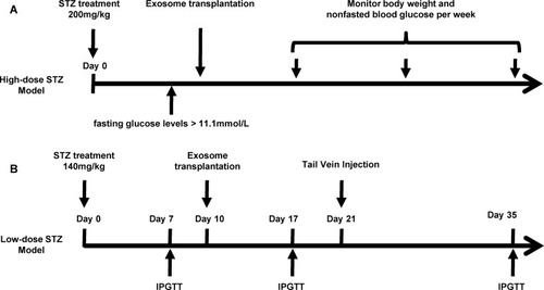 Figure 1 Timeline for streptozotocin (STZ) injection, exosome transplantation and metabolic analyses.