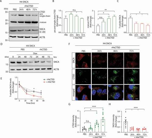 Figure 2. rHsCTSD treatment decreases SNCA in H4 cells overexpressing SNCA (tet-off). (A) Representative immunoblot of H4 cell lysates treated with 20 µg/ml rHsCTSD for 24, 48 and 72 h. The western blot was stained for CTSD (proform ~52-kDa, single chain form ~48-kDa and mature form ~34-kDa) and SNCA utilizing the C-20 SNCA antibody. ACTB was used as loading control. (B) Quantification of immature (pro- and single chain form) and mature CTSD, normalized to ACTB (n = 3), expressed as fold change. (C) Quantification of soluble SNCA normalized to ACTB and compared to PBS treated sample (n = 3). (D) Kinetics of soluble SNCA degradation in H4 cells shown in representative immunoblot. SNCA expression was downregulated by 2 µg/ml doxycycline (Dox) in cells additionally treated with PBS (-rHsCTSD, black) or with 20 µg/ml rHsCTSD (+rHsCTSD, red) for 24, 48 and 72 h. (E) Respective analysis of SNCA levels from three individual experiments (n = 3), normalized to ACTB (slope −0.007234 ± 0.002833 for PBS; −0.01128 ± 0.003974 for +rHsCTSD). (F) Representative immunofluorescence pictures of H4 cells treated with rHsCTSD. H4 cells were stained with antibodies against SNCA (LB509; red) and CTSD (green). Scale bar: 10 µm. Quantification of (G) CTSD signal intensities and of (H) SNCA signal intensities, expressed as fold change (n = 8 individual cells per group). Data represent mean ± SEM. Statistical analyses were performed by using one-way ANOVA together with a Dunnett’s multiple comparison test with statistical differences tested to PBS treatment (B, C, G and H). For (E) two-tailed unpaired Student’s t-tests were performed at each time point . ****p < 0.0001, **p < 0.01, *p< 0.05; n.s., not significant.