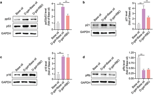 Figure 6. RBO inhibits p53/p21 pathway in D-gal exposed mice. The protein level of pp53/p53 (a), p21 (b), p16 (c), and pRb in liver of D-gal injured mice were detected using western blot after RBO treatment. All data are presented as Mean ± SEM, (n = 8). *P < .05, **P < .01, ***P < .001. RBO: rice bran oil.