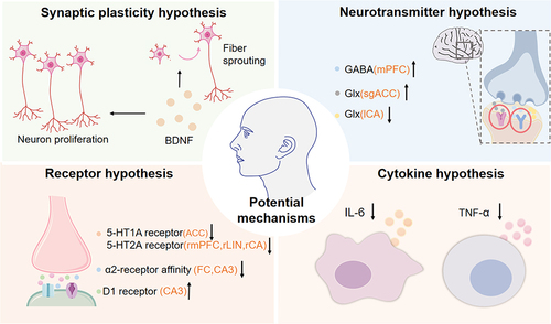 Figure 1 Potential mechanisms of ECT. To date, there are four main hypothesis: neuroplasticity hypothesis, neurotransmitter hypothesis, receptor hypothesis, and cytokine hypothesis.
