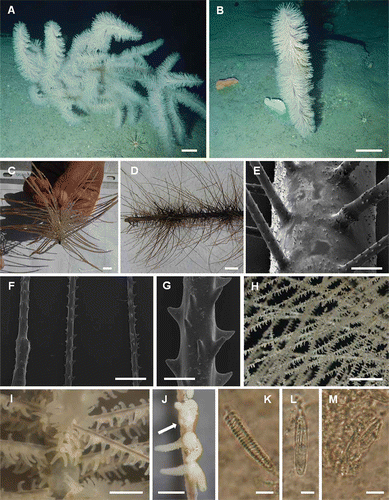 Figure 3. Parantipathes larix. A, specimen with a greatly ramified corallum showing branches directed upwards and downwards. B, monopodial specimen with no lateral branches. C, pluriserial arrangement of the pinnules around the main stem. D, knots of pinnules around the central stem. E, groups of small spines on the stem. F, spines in three portions of a pinnule, from base to apex. G, close-up view of the pinnular spines. H–I, photographs of living polyps showing the typical white coloration. J, fertile female polyp (white arrow indicates eggs). K, spirocyst. L, basitrich isorhiza. M, mastigophore. Scale bars: A, B, 10 cm. C, D, H, 1 cm. I, 0.5 cm. E, F, J, 1 mm. G, 0.2 mm. K–M, 5 μm.