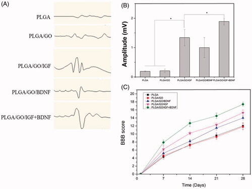 Figure 9. Motor function evaluation of SCI rats within 4 weeks. (A) Representative image of MEP. (B) Amplitude of MEP. (C) BBB scores. (∗, p < .05, n = 3).