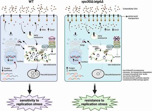 Figure 1. Vps30/Atg6 at the endosomes regulates the response to replication stress. Once ubiquitinated, plasma membrane proteins, including amino acid transporters, are targeted for degradation in the vacuole (lysosome). PtdIns3P produced by the Vps34-Vps15-Vps30/Atg6-Vps38 complex at endosomes recruits ESCRT 0 (Vps27), which recognizes ubiquitinated cargos that are then internalized through the ESCRT III complex (Vps60); finally, these endosomes fuse with the vacuole, where they are degraded. Deletion of the VPS30/ATG6 gene results in an increase of plasma membrane amino acid transporters compared to WT cells, and in consequence increased uptake of EAAs. This reduces Gcn2 activation during replication stress and increases protein synthesis capacity. Finally, an enhanced synthesis of proteins involved in cellular response to replication stress boosts the DDR and makes cells resistant to replication stress. AA: amino acids; EAA: essential amino acids; DDR: DNA damage response; ub: ubiquitin.