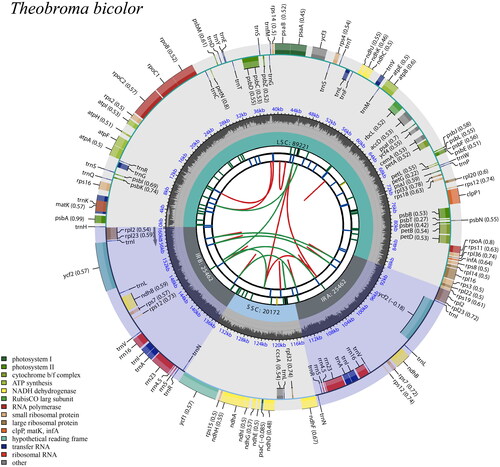 Figure 2. Schematic map of overall features of the chloroplast genome of Theobroma bicolor. The map contains six tracks in default. From the center outward, the first track shows the dispersed repeats connected with arcs. The second track shows the long tandem repeats as short bars. The third track shows the short tandem repeats or microsatellite sequences as short bars. The small single-copy (SSC), inverted repeat (IRs), and large single-copy (LSC) regions are shown on the fourth track. The GC content along the genome is plotted on the fifth track. The genes are shown on the sixth track. The optional codon usage bias is displayed in the parenthesis after the gene name. Genes are coded by their functional classification. The transcription directions for the inner and outer genes are clockwise and anticlockwise, respectively. The functional classification of the genes is shown in the bottom left corner.