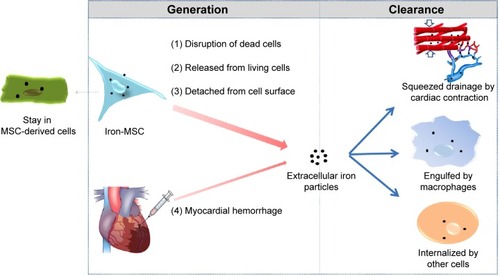 Figure 8 The source and clearance of the extracellular SPIO particles in the myocardium.Abbreviations: MSC, mesenchymal stem cell; SPIO, superparamagnetic iron oxide.