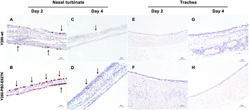 Fig. 4 Immunohistochemical staining of respiratory epithelium from tree shrews infected with H9N2 viruses.Tree shrews (n = 4 per group) were inoculated with 106 TCID50 of H9N2 viruses (Y280-wt or Y280-PB2-E627K). Nasal turbinate (a–d) and trachea (e–h) tissue were collected at 2 and 4 dpi, processed into paraffin sections and stained for the presence of influenza virus antigen by IHC. The images are shown at ×400 magnification