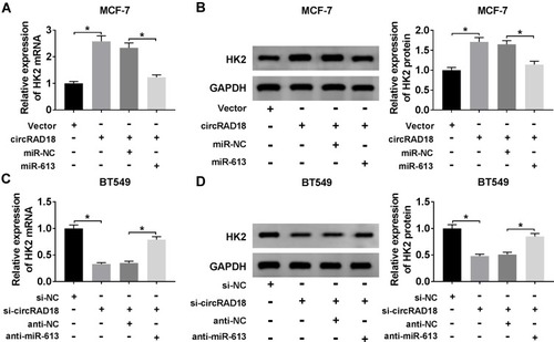 Figure 6 CircRAD18 acted as a sponge of miR-613 to regulate HK2 expression. (A and B) HK2 mRNA expression by qRT-PCR and HK2 protein level by Western blot in MCF-7 cells transfected with Vector, circRAD18, circRAD18+miR-NC mimic, or circRAD18+miR-613 mimic. circRAD18: circRAD18 overexpression vector. (C and D) HK2 mRNA expression by qRT-PCR and HK2 protein level by Western blot in BT549 cells transfected with si-NC, si-circRAD18, si-circRAD18+anti-NC, or si-circRAD18+anti-miR-613. *P < 0.05.
