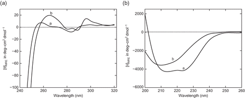 Figure 7 (a) Near UV-circular dichroic spectra of enzyme at pH (1) 7.0 and (2) 2.25. The enzyme solutions were incubated for 12 h before the circular dichroism measurement. The protein concentrations were maintained to be 1 mg/mL. The [θ]MRW is molar residual elipticity of enzyme. (b) Far UV-circular dichroic spectra of α-amylase at pH (1) 7.0 and (2) 2.25. The enzyme solutions were incubated for 12 h before the CD measurement. The protein concentrations were maintained to be 0.26 mg/mL. The [θ]MRW is molar residual ellipticity of enzyme.