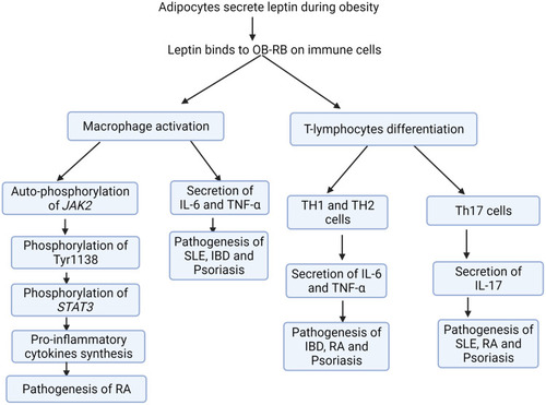 Figure 2 Cumulative effect of leptin on both chronic inflammatory disorders and further cardiovascular complication. The homeostatic role of adipose tissue impaired due to obesity-associated inflammation. The impairment of adipose tissue results in the release of effector adipokines, including leptin. The adipokines secreted by adipose tissue involve in obesity related inflammatory disorders, such as psoriasis, SLE and RA by activating of secretion of various cytokines. Conversely, obesity induced inflammation causes an impairment in sympathetic activity that controls the renin–angiotensin system through secretion of aldosterone, which results in elevation in water and salt retention and leads to obesity-associated hypertension. The reduced physiological activity of leptin on adipose tissue to oxidize stored fat leads to a phenomenon known as leptin resistance. In this regard, leptin resistance occurs in diabetic and obese subjects. Adiposity and obesity are risk factors for the occurrence of metabolic syndrome, such as T2DM and hypertension. In addition to this, RA, psoriasis and SLE are developed due to adiposity and obesity, which in turn leads to cardiovascular complications.