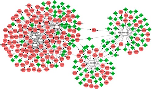 Figure 2 TF–miRNA–target network of the overlapping DEGs.