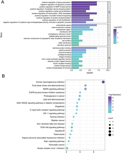 Figure 3. Bioinformatics analysis of ZXP-enriched pathways and biological processes. (A) Top 10 GO terms enriched in core genes; (B) Top 20 KEGG pathways enriched in core genes.