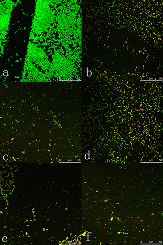 Figure 8 The change in the quantity of live/dead MRSA in the biofilm at 24 hours following treatment with daptomycin and azithromycin alone/combined under CLSM. (a) Control group; (b) When the intervention concentration of daptomycin was 8μg/mL; (c) When the intervention concentration of Daptomycin was 16μg/mL; (d) When the azithromycin intervention concentration was 512μg/mL; (e) When the concentration was 8μg/mL Daptomycin combined with 512μg/mL azithromycin; (f) When the concentration was 16μg/mL daptomycin combined with 512μg/mL azithromycin.
