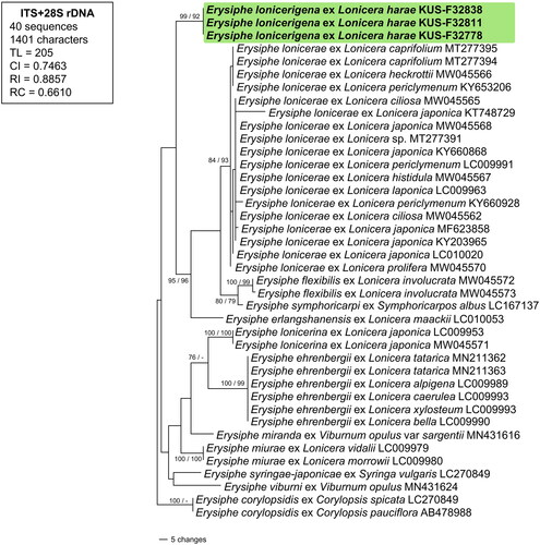 Figure 2. A phylogenetic tree of Erysiphe spp. on Lonicera spp. generated from a combined dataset of ITS and LSU from 40 Erysiphe sequences. The representing tree was constructed based on the MP method in PAUP* 4.0a. The resulting sequences obtained in this study were shown in boldface. BS values higher than 70% obtained from MP and ML analyses were given on the related branches, respectively.