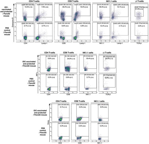 Figure 3. Immune status of iDC-vaccinated mice. Spleens from iDC-vaccinated and protected mice, and from Panc02 tumor-bearing control mice, were collected on d18. Intracellular expression of granzyme B, Lamp-1, IFN-γ and TRAIL in CD45+CD3+CD4+ and CD8+ T-cells, CD45+CD3− NK1.1+ cells and γδ T-cells was determined after 4 days of culture. Percentage of fluorescent cells and MFI (in brackets) are shown. Value of isotype is deduced from that of each corresponding Ab. Representative of four experiments.