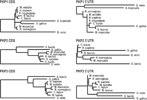 Figure 1. Sequence conservation of PKPs.Phylogenetic analysis of the PKPs is based on cDNA-sequences of the respective coding sequences (CDS) or 3´-UTR. The phylogenetic tree was created using the “One click” mode of the Phylogeny.fr platform (CitationCastresana, 2000; CitationGuindon and Gascuel, 2003; CitationEdgar, 2004; CitationAnisimova and Gascuel, 2006; CitationChevenet et al., 2006; CitationDereeper et al., 2008; CitationDereeper et al., 2010). The length of the horizontal connections correlates with the degree of nucleotide substitution.