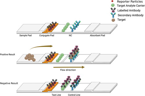 Figure 4. Schematic diagram shows the competitive format (Second setup). The color intensity developed at the test line is inversely proportional to the amount of analyte. Figure 4 created using BioRender.com.