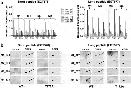 Figure 3. Evaluation of CDK4 T172-phosphospecificity of immune sera.