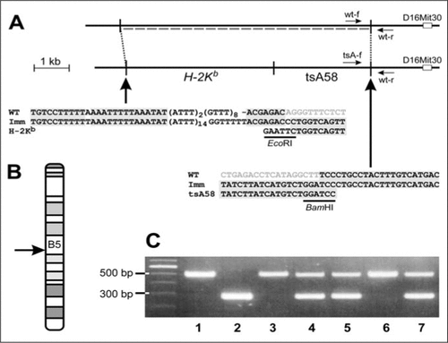 Figure 1. Genomic localization of theH-2Kb-tsA58 transgene and PCR genotyping ofImmortomice.(A) Alignment of the wild-type (upper) and the transgene (lower) allele and sequence alignments of wild-type (WT; data from http://www.ensembl.org), Immortomouse (Imm), and the H-2Kb-tsA58 transgene (EcoRI-BamHI fragment) at the transition sites. The insertion site is located 1.4 kb upstream of the chromosomal marker D16Mit30. At the insertion site, 7.3 kb of the mouse genome are deleted (indicated by dashed line in the wild-type allele). The locations of the three primers used in the mixed genotyping test (wt-f, tsA-f, and wt-r) are indicated by arrows. (B) Banding pattern of mouse chromosome 16 with the location of the H-2Kb-tsA58 transgene indicated in B5 (arrow). (C) PCR gel banding patterns of wild-type (lanes 1, 3, and 6), hemizygous (lanes 4, 5, and 7), and homozygous (lane 2) Immortomice tested with the newly developed genotype assay.