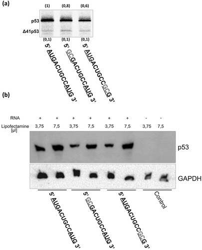 Figure 9. The influence of mutation of two potential AUG initiation codons on translation efficiency assayed in in vitro conditions (a) and in transfected cell culture (b). Potential initiation codons are underlined and mutated nucleotides are marked in grey. In panel A the results of translation in RRL are shown and relative protein amounts are displayed in brackets. In panel B transfection reactions of mRNAs were prepared using two different concentrations of the transfection reagent Lipofectamine. GAPDH was used as a loading control.