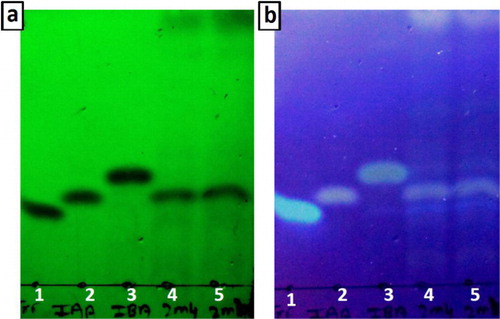 Figure 4. TLC analysis of extracted IAA from the growth medium of K. turfanensis strain 2M4. Spots 1, 2, and 3 are standards namely, L-tryptophan, IAA, and IBA, respectively. Spots 4 and 5 are duplicates containing extracted IAA from K. turfanensis strain 2M4. (a) and (b) shows the visualization of TLC foil under short UV (256 nm) and long UV (366 nm), respectively.