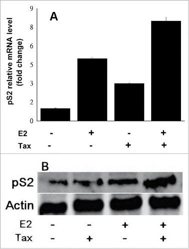 Figure 5. Effect of Tax and E2 on pS2 gene expression. MCF7 cells were transfected with a plasmid expressing Tax, with or without E2 treatment. pS2 mRNA (A) and protein (B) expression levels at 24h post transfection were examined in the total cellular fractions by RT-PCR (as detailed in Material and Methods section) and Western blot analysis (with anti pS2 monoclonal antibody) respectively.