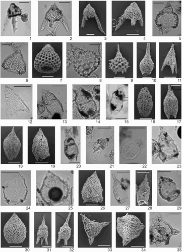 Plate A2. Photographic images of selected radiolarian species. All scale bars = 100 µm. 1–4, Bekoma? sp. A (1: nou05; 2: nou15A; 3: SEM image nou15A; 4: SEM image nou24); 5–7, Calocycloma? sp. A (5: nou11; 6: nou15A; 7: SEM image nou24); 8, Calocycloma castum (nou15A); 9, Calocycloma ampulla (SEM image nou24); 10, Lamptonium fabaeforme fabaeforme (SEM image nou24); 11, Lithochytris archaea (SEM image nou24); 12, Lithochytris vespertilio (nob01); 13–14, Podocyrtis acalles (13: nou19; 14: nou21); 15–16, Podocyrtis acalles transitional form to P. sinuosa (15: nou21; 16: SEM image nou24); 17, Podocyrtis aphorma (SEM image nou24); 18, Podocyrtis papalis (SEM image nou24); 19–20, Podocyrtis sinuosa early form (19–20: SEM images nou24); 21, Rhopalocanium ornatum (nou11); 22, Dictyoprora mongolfieri (nob04); 23–26, Theocotyle cryptocephala (23: nou11; 24: nou15A; 25: nou20; 26: SEM image nou26); 27–28, Theocotyle nigriniae (27: nou09; 28: SEM image nou24); 29–30, Theocotylissa ficus (29: nou09; 30: SEM image nou15A); 31, Thyrsocyrtis tensa (SEM image nou24); 32, Thyrsocyrtis hirsuta (SEM image nou24); 33, Periphaena tripyramis triangula (SEM image nou24); 34–35, Pseudostaurolonche khilmiliensis (34: SEM image nou15A; 35: nou15A).