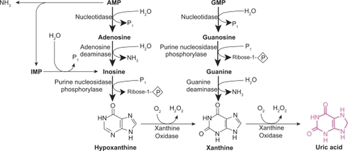 Figure 1 The purine degradation pathway. Reproduced with permission from Berry CE, Hare JM. Xanthine oxidoreductase and cardiovascular disease: molecular mechanisms and pathophysiological implications. J Physiol. 2004; 555(Pt 3):589–606.Citation16 Copyright © Blackwell Publishing.
