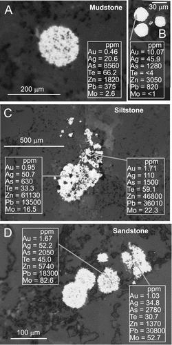 Figure 4  Scanning electron images of pyrite framboids (white) in low-grade turbidite samples, with LA-ICP-MS spot analyses indicated (all in ppm). A, B, Mudstones. C, Siltstone. D, Sandstone.