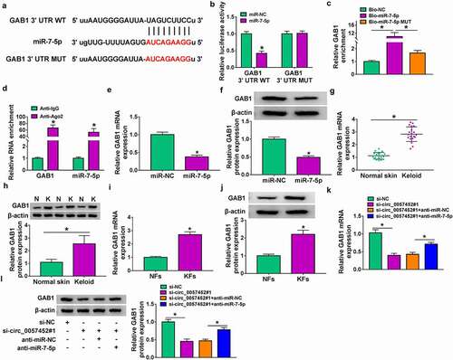 Figure 5. GAB1 was targeted by miR-7-5p. (a) The putative binding sites between miR-7-5p and GAB1 were predicted by starBase. (b-d) The interaction between miR-7-5p and GAB1 was confirmed by dual-luciferase reporter, RNA pull-down, and RIP assays. (e and f) The mRNA and protein expression of GAB1 in KFs transfected with miR-NC or miR-7-5p were determined by qRT-PCR and western blot, respectively. (g and h) GAB1 mRNA and protein expression in normal skin tissues and keloid tissues were detected by qRT-PCR and western blot, respectively. (i and j) The mRNA and protein levels of GAB1 in NFs and KFs were examined by qRT-PCR and western blot, respectively. (k and l) QRT-PCR and western blot were conducted to detect the mRNA and protein levels of GAB1 in KFs transfected with si-NC, si-circ_0057452#1, si-circ_0057452#1 + anti-miR-NC, or si-circ_0057452#1 + anti-miR-7-5p. *P < 0.05.