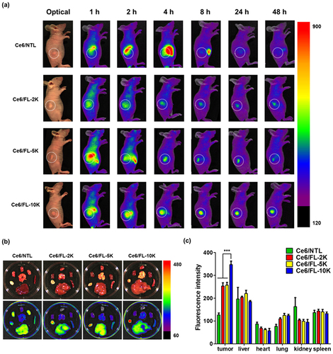 Figure 4 Distribution of Ce6-loaded PEG-Lipo formulations (Ce6/NTL or Ce6/FLs) in KB tumor-bearing mice. (a) Non-invasive whole-body imaging at given time points. (b) Fluorescence image of harvested organs (tumor, liver, heart, lung, kidney, and spleen) 48 h after sample injection. (c) Quantitative fluorescence intensities of tumors and main organs.